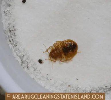 Bed Bug Treatment